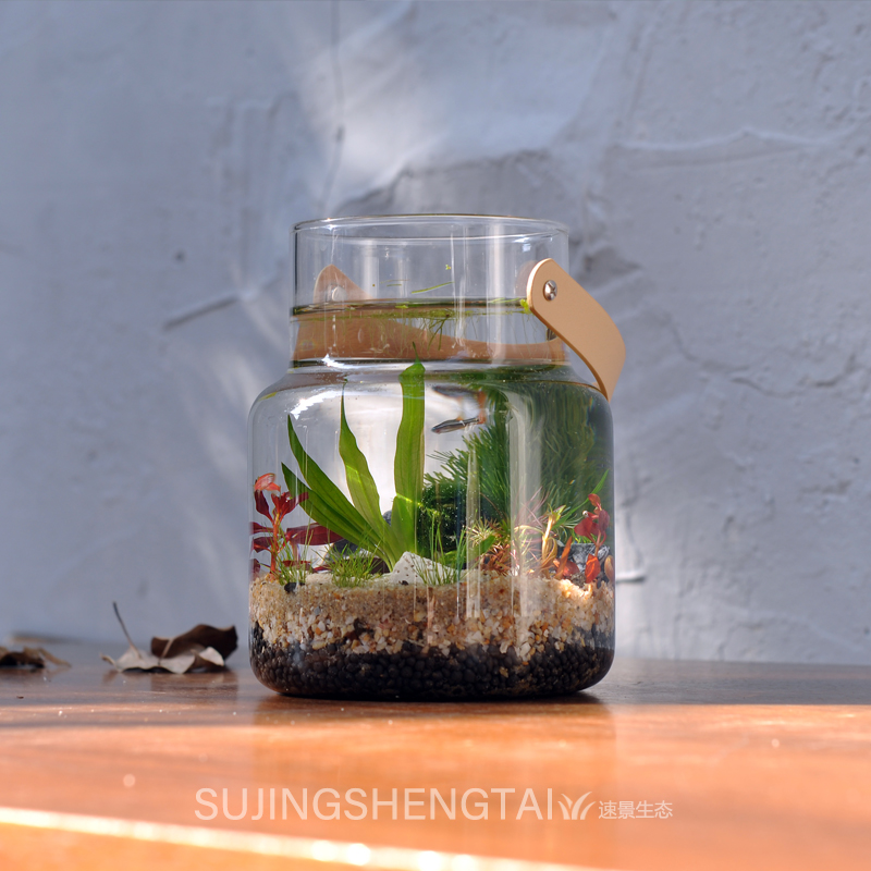 生态瓶水草小鱼缸玻璃办公桌面微景观生日情侣礼物DIY作业免换水