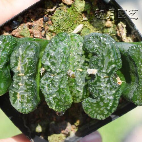 大黑玉扇 初月园艺 铭品大写乐经典瓦苇十二卷多肉植物有一物一拍