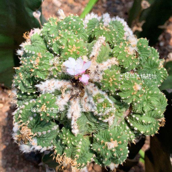老花龙五星花龙老花笼棱球属仙人球稀有品种小贵多肉植物嫁接母本