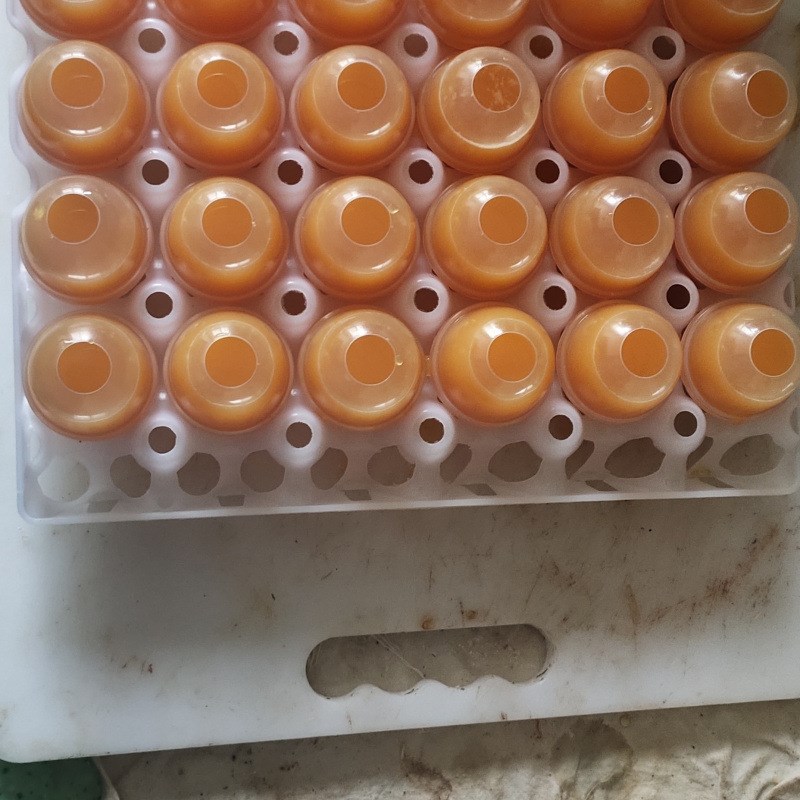 实蛋蛋托塑料蒸蛋器耐高温新款商用家用蛋壳蛋托蒸蛋模具鸡蛋模子