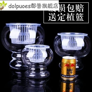 水培植物玻璃瓶透明玻璃花瓶容器绿萝花盆圆形鱼缸水养植物器皿