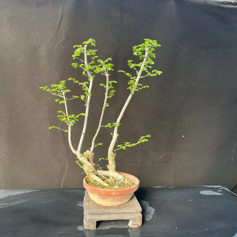 文人树盆景小叶榔榆盆景v黄杨真柏小矮霸盆景室内办公桌好养
