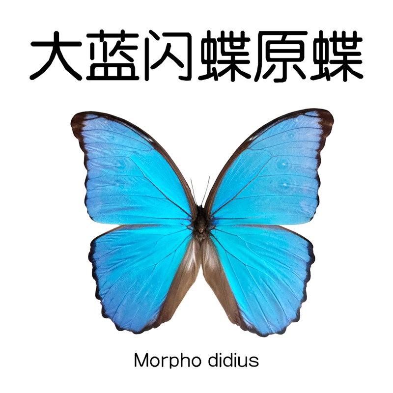 大蓝闪蝶 Morpho didius 未展翅E标本 原蝶制作手工材料XA1/A-品
