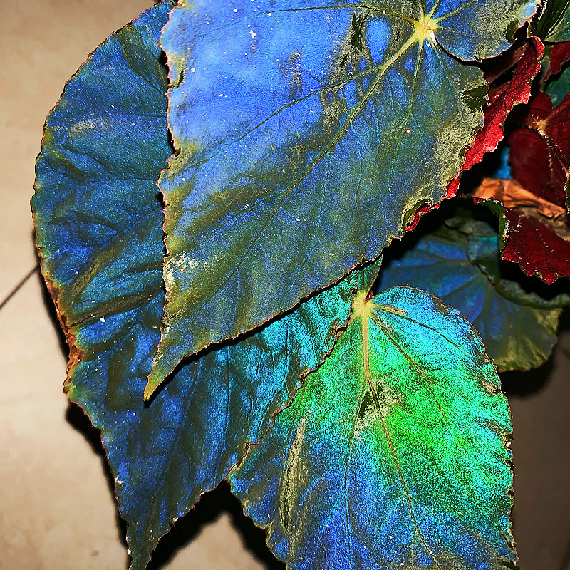 颜植 原生孔雀秋g海棠begonia pavonina 反光金属蓝雨林缸生态造