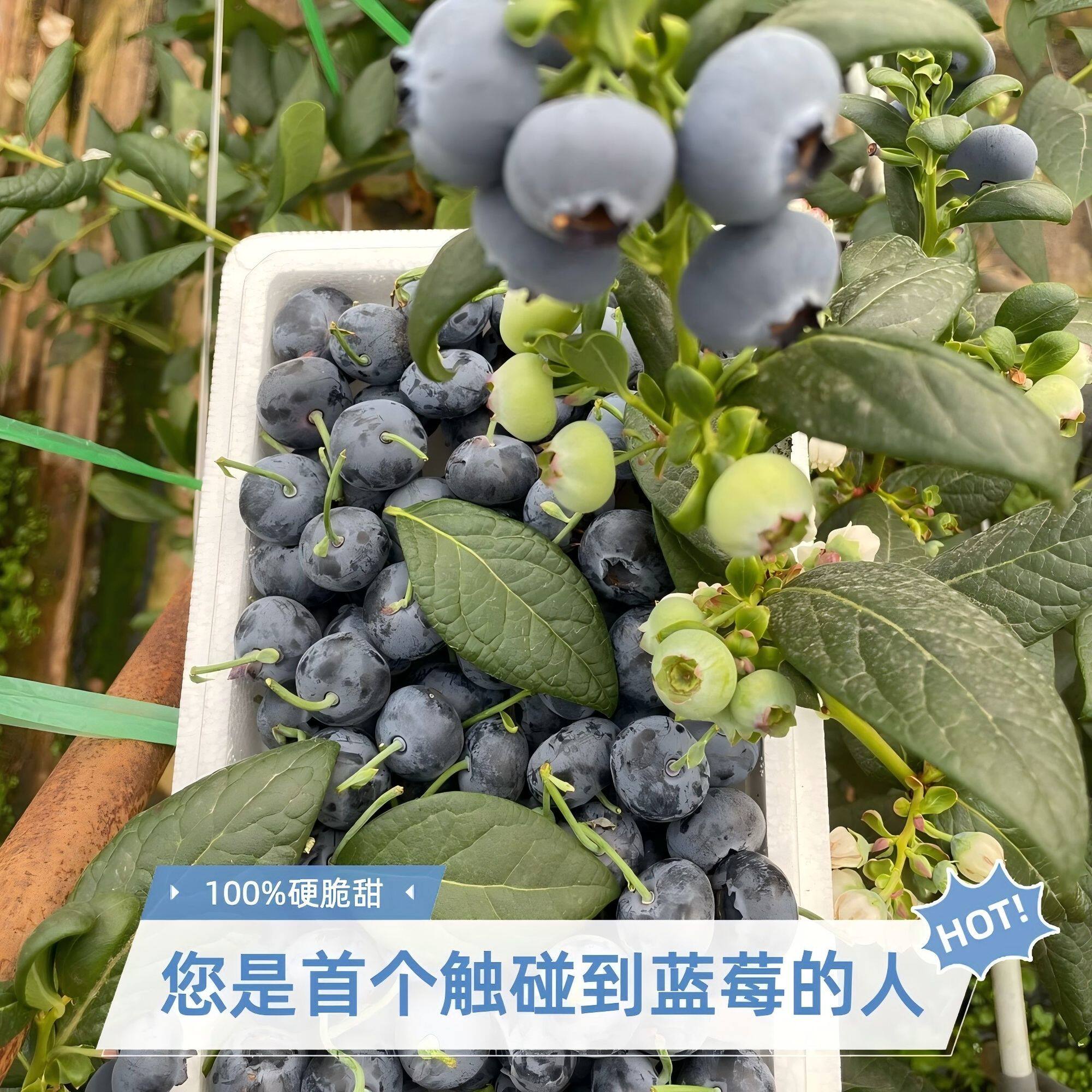 福利款：云南抚仙湖蓝莓25号花香脆甜爆汁果王基地直发顺丰空运