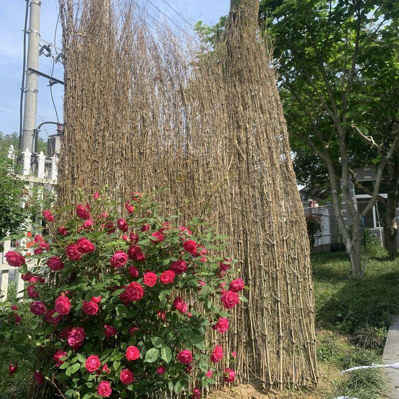 手工庭院园艺竹栏户外栅断护竹子防栏围竹栅栏墙院隔子竹篱笆