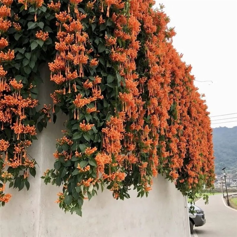 炮仗花爬藤植物墙体藤蔓大苗喜阳耐晒耐热耐旱庭院花卉鞭炮花攀爬