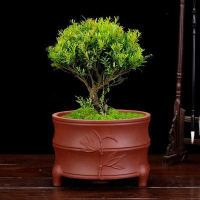 宜MON紫砂三花兰盆足兰花盆君子竹节多兴肉简约陶瓷透气园艺