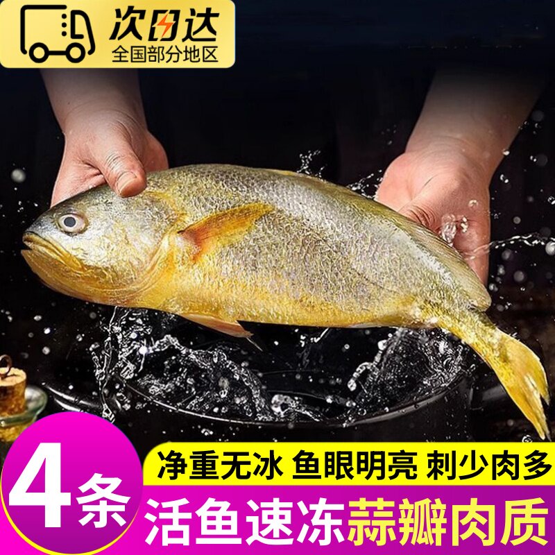大海十三新鲜冷冻特大无冰黄花鱼