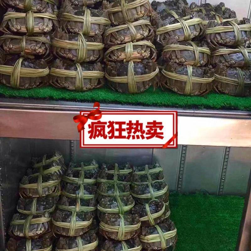 扎螃69蟹粽香绳绑螃蟹大闸子蟹香马莲包捆蟹捆扎绳子广