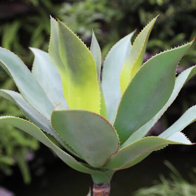 轻奢摆仿真LD-53013聚宝莲盆植物居家直客厅装饰件厂家栽供落地假