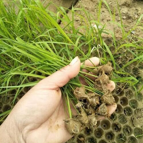 抛秧播种器 水稻播种m器 支持561孔 434孔  353孔 水稻育秧播种器