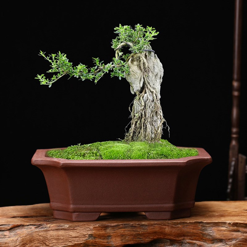 紫砂花盆a长方形i六角客厅盆景盆榕树家用陶瓷室内绿植假山艺术摆