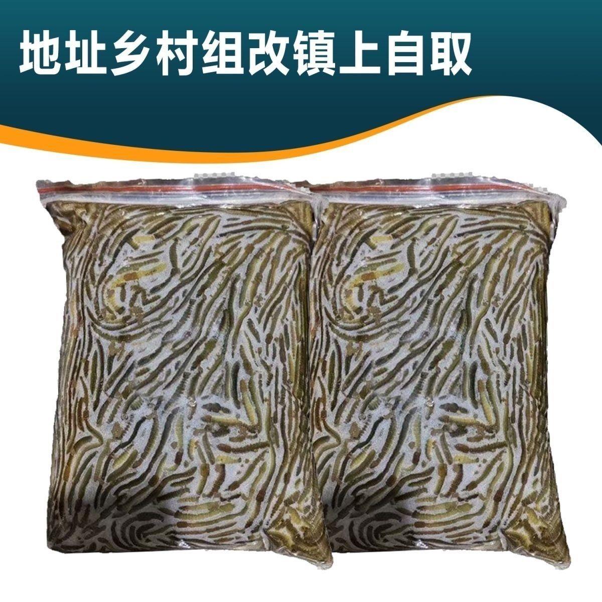 鲜活青蚯蚓饵24小时内发