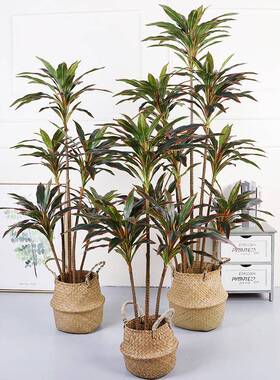 双色仿树朱蕉树OLF-5410装蕉饰龙血铁树盆栽真酒店场景大型仿真绿