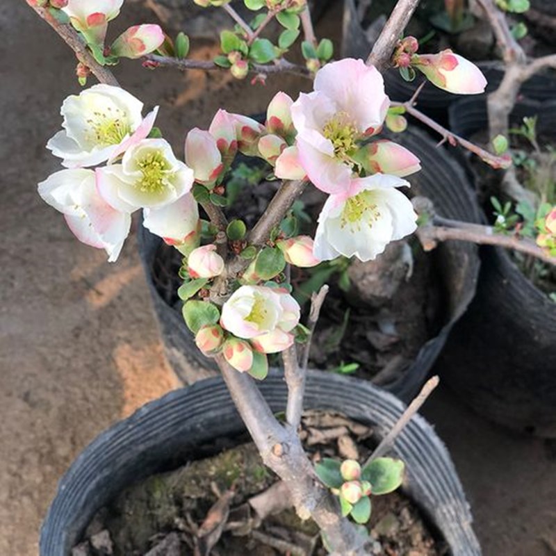 新品种海棠花盆h栽室内外种植耐寒植物四季开花庭院彩玉海棠花树