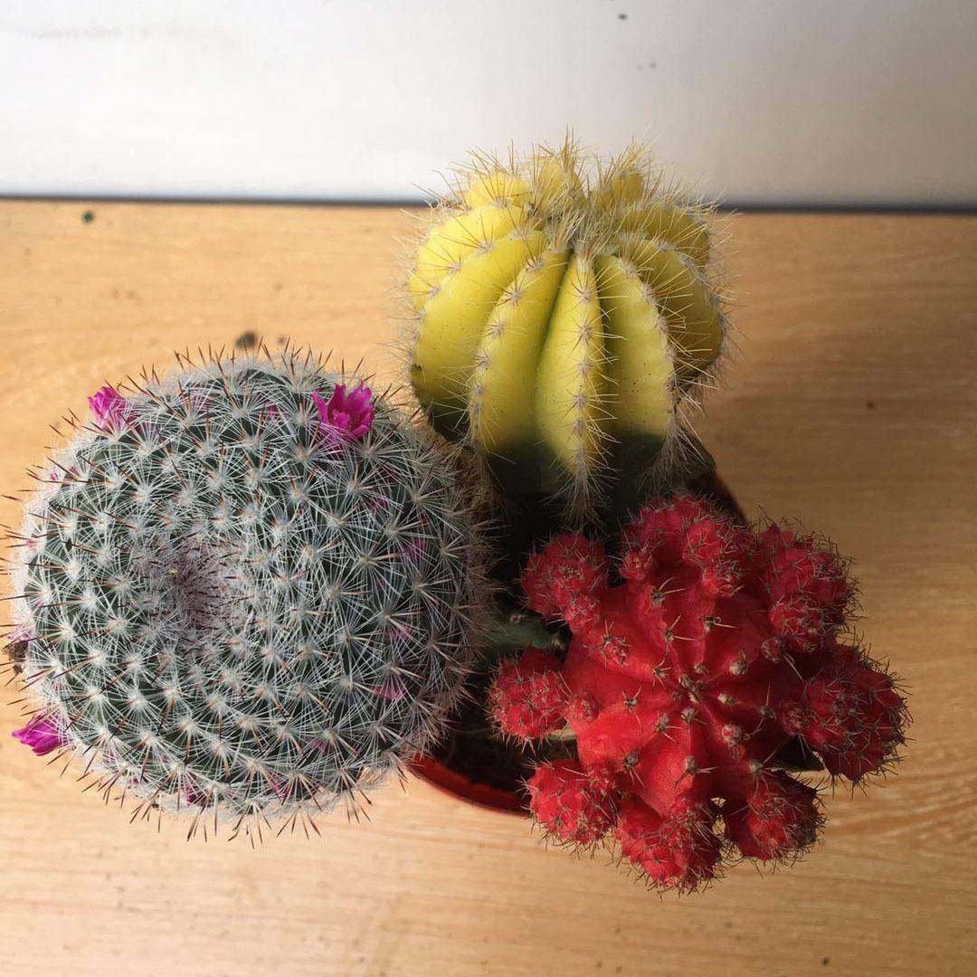 仙球仙掌多肉小盆栽人色三人0000球混装绿植,鲜花速递/花卉仿真/绿植园艺,大型绿植/成品组合盆栽,淘宝优惠券,粉丝福利购,淘宝优惠卷