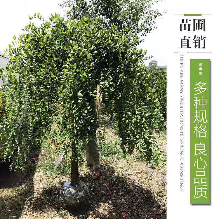 龙爪槐垂槐金槐国苗槐3344绿黄化树苗正庭宗嫁接适宜南北方院种植