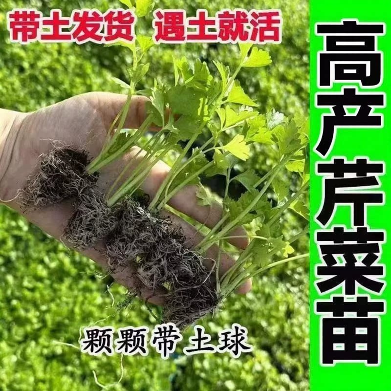高产芹菜苗种苗带土发货遇土就活颗颗带土球蔬菜苗盆栽