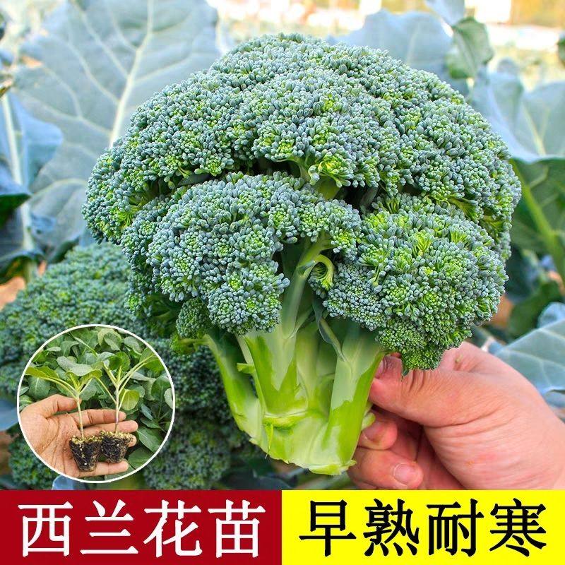 西兰花苗耐高温有机西蓝花苗