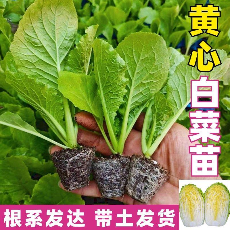 黄心大白菜秧苗耐寒盆栽