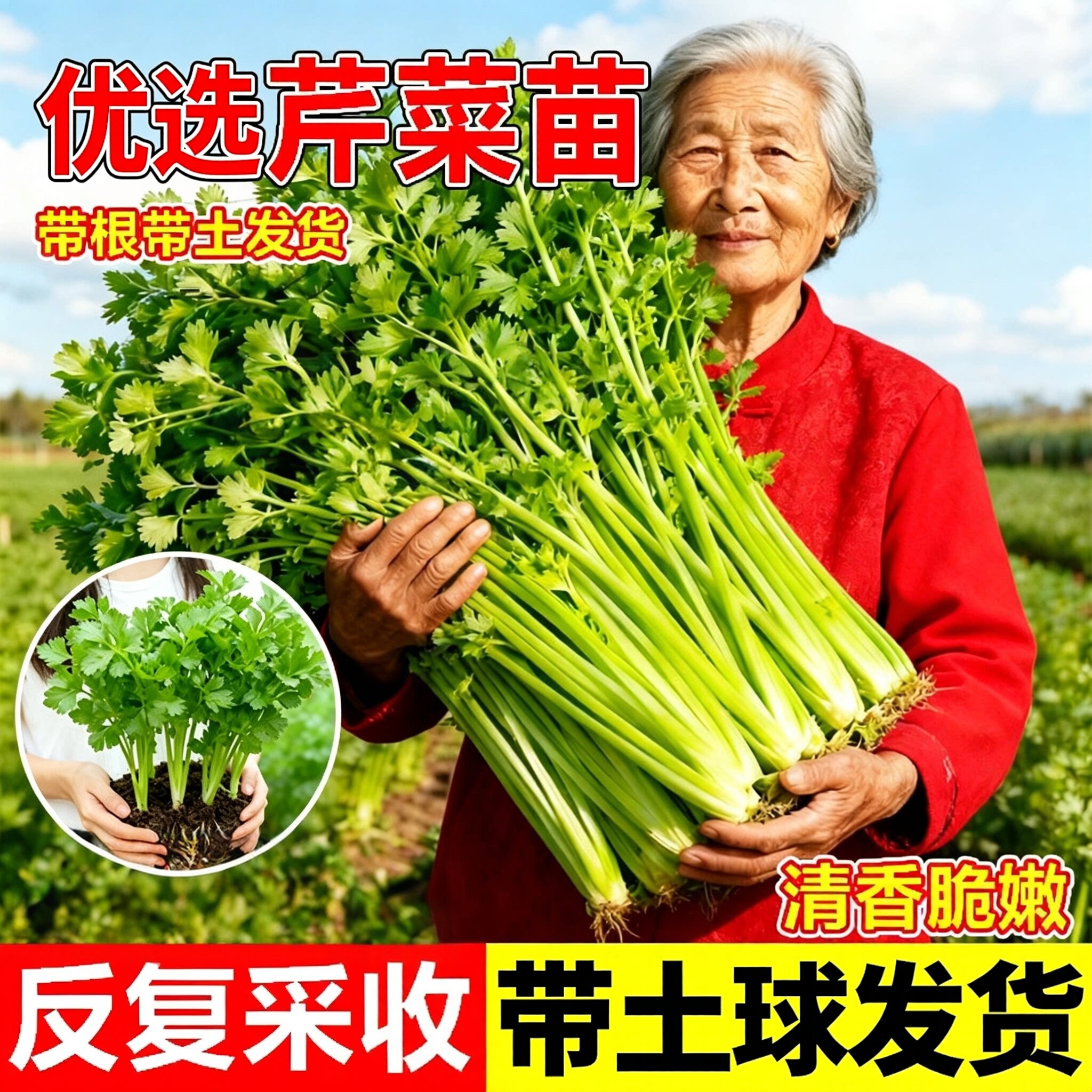 水果芹菜苗小香玻璃脆高产