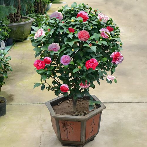 茶花四季盆栽树苗重瓣山茶花苗室C内外绿植耐寒五色赤丹浓香型花