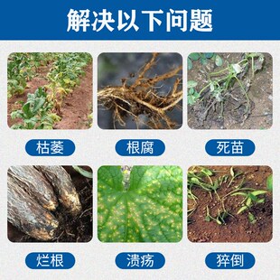 500亿枯草芽孢杆菌全水溶枯萎烂根死苗根腐枯草芽胞菌杆