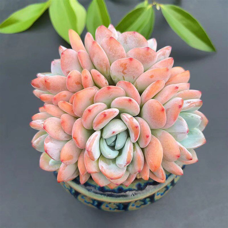 慢悠花房冷香大羣精品多肉办公室阳台绿植园艺盆栽花.卉庭院多肉