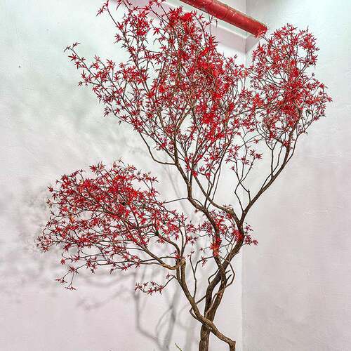 仿真枫树大婚型绿植窗假树橱造景室tb-72059内装饰仿生植物景观仿
