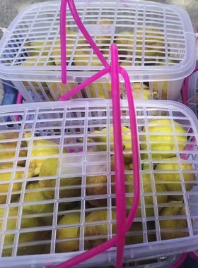 ?1-14斤白色配盖自动扣水果篮草莓杨梅蓝莓鸡蛋葡萄樱桃李子手提