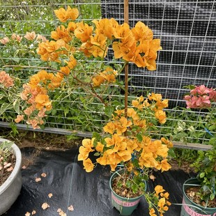 叶子带斑叶四季 黄色系高级品种 三角梅勤花品种 勤花 黄色幻想