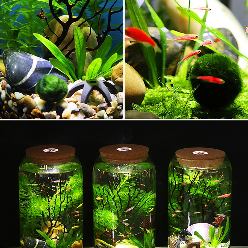 高脚杯生态瓶鱼免换水打理微景观科学用diy作业办公桌面造景鱼缸
