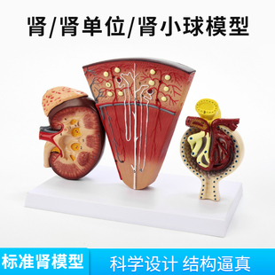 肾与肾单位肾小球模型泌尿系统解E剖结构人体肾模型肾脏解剖模型