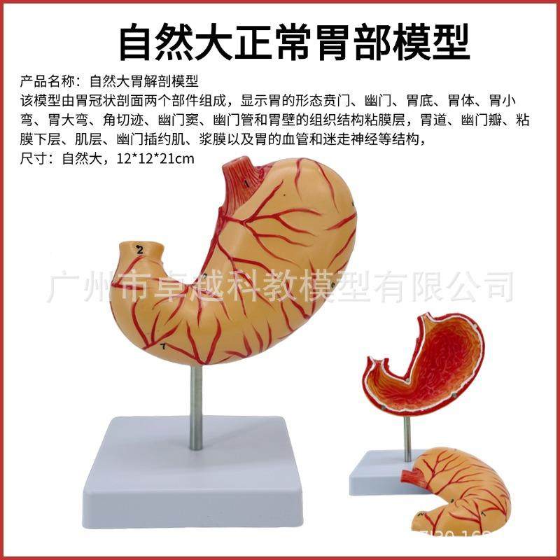 人自然大胃模体胃519解结剖胃构模型正常人体胃解型剖胃剖面教学,文具电教/文化用品/商务用品,教学标本/模型,淘宝优惠券,粉丝福利购,淘宝优惠卷