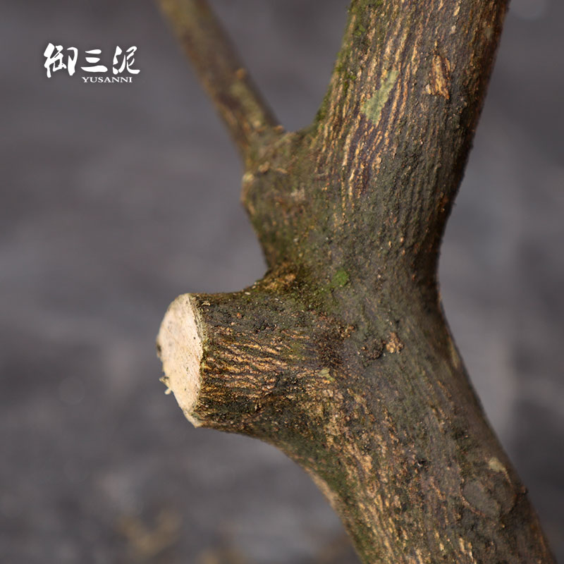 干树枝装饰天然植物干花带皮枯枝树干客厅商场摆件橘子树造型树杈