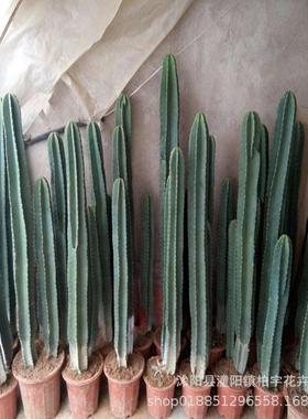 量物天尺仙人柱仙人掌植033凤蓝柱仙人龙掌大龙仙人柱神木仙人柱