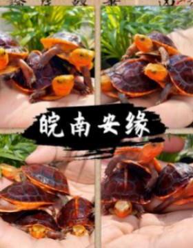 ll黄缘龟幼龟闭壳龟皖南安缘台缘大陆缘受精蛋