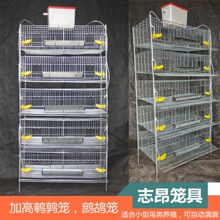 鹌鹑笼鹧鸪笼加高25cm层高立式鹌鹑笼鹧鸪笼可自U动清粪多层养殖