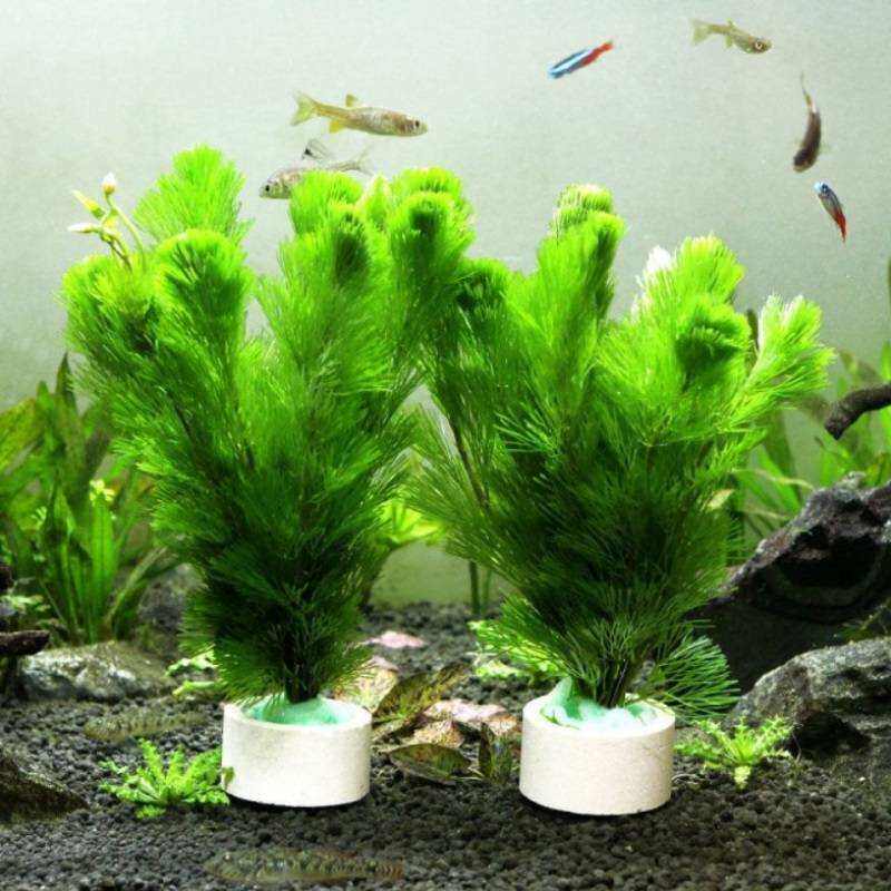 草水草绿净化四季水质沉底p 养养植物鱼缸植鱼水无土活淡水水草