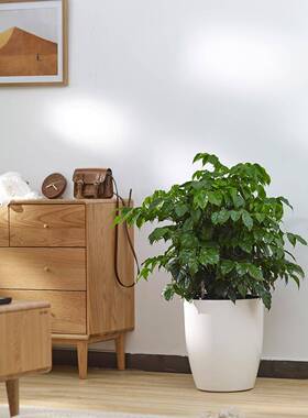 花植自动吸水种花盆LU-5B圆形白色大吸口径绿萝柱植自动爱水花盆