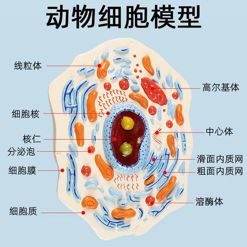 动植物317细胞模型显微结构医生院物校学教学教具学学习演示模生
