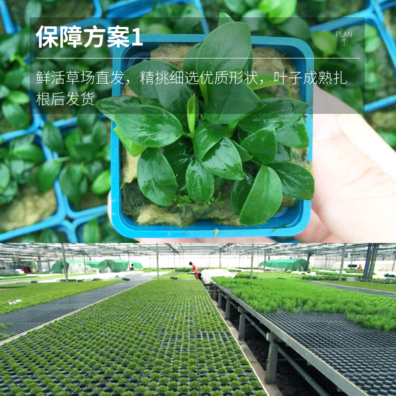 鱼缸水草植物真草缸造景套餐x成品前景爬地珍珠新手鱼缸装饰套餐