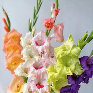 AB级粉色剑兰水养鲜花直发|办公室新鲜剑兰水培客厅花期长花苞