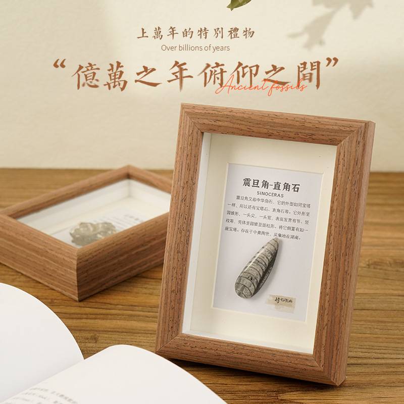 天然古生物化石相框玻璃原木挂画三叶虫菊石海洋动物桌面工艺品摆
