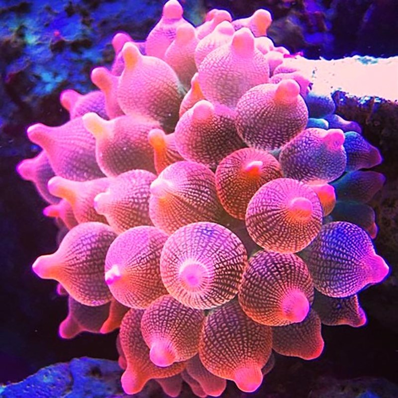 红奶嘴海葵珊瑚好看好养颜色靓海缸珊瑚