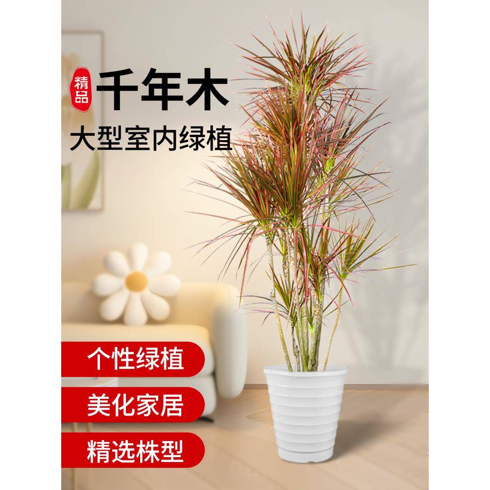 七铁千年木吸绿植盆栽龙血马树尾铁彩甲ls788331醛客厅办公室内大