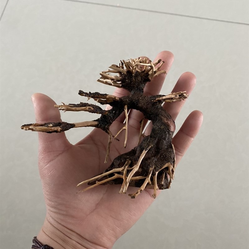 莫斯树迎客松造景鱼缸造景莫斯树成品骨架制作全尺寸订做一树一拍