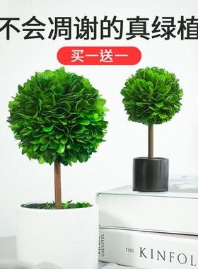 【买一送一】北欧风桌面植物摆件车内饰品客厅玄关电视柜轻奢装饰