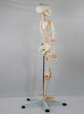 成人人体医518学骨骼176C肌M附身骼肉起止点加半身韧带骨标半数字